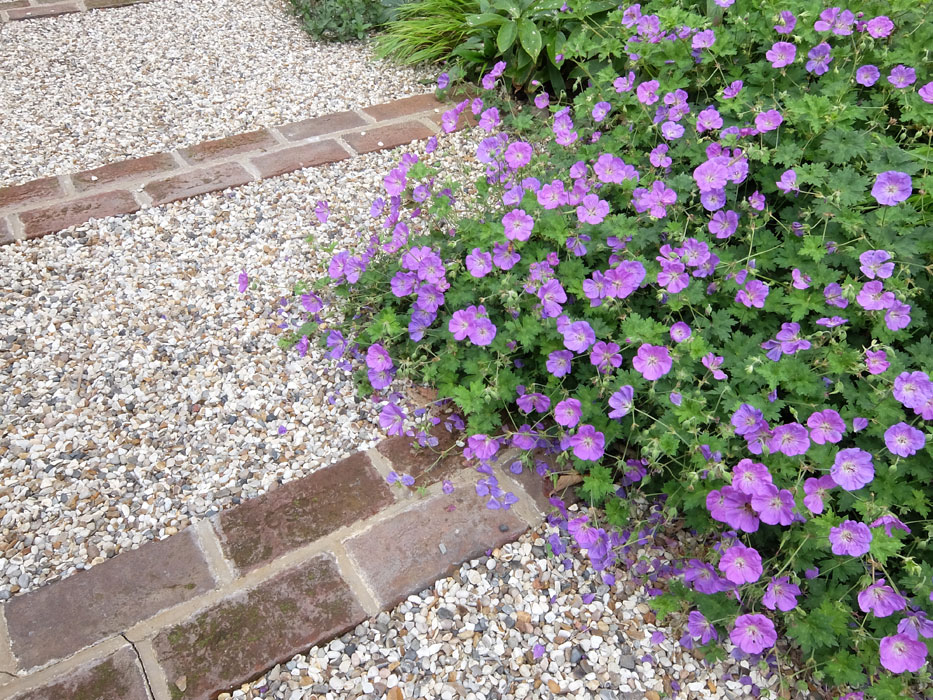 Geranium Rozanne